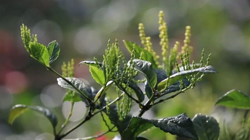 关于“复刻”茉莉花茶那些茶，都发展得如何了？的相关信息(4)