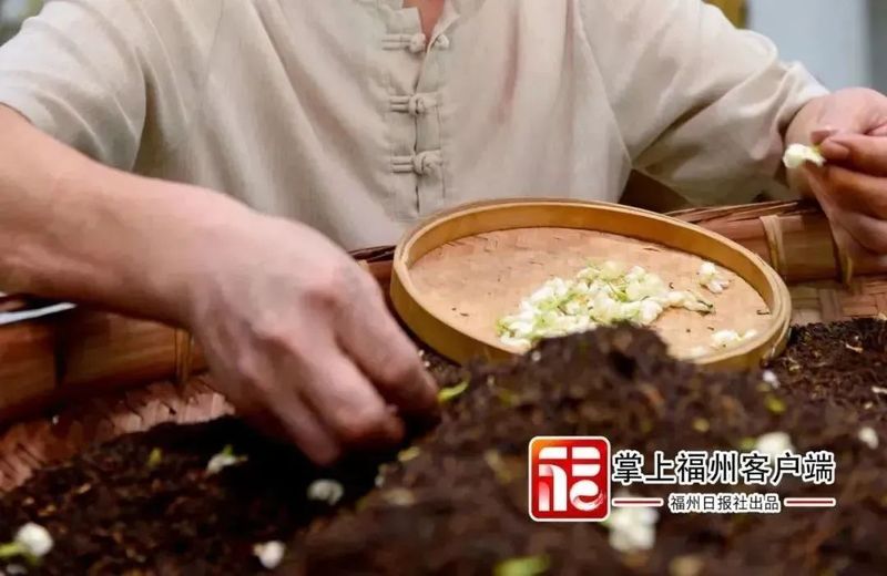 关于“复刻”茉莉花茶那些茶，都发展得如何了？的相关信息(1)