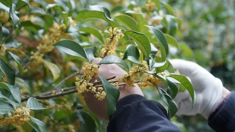 关于“复刻”茉莉花茶那些茶，都发展得如何了？的相关信息(5)