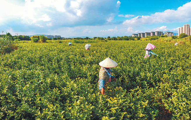 关于“复刻”茉莉花茶那些茶，都发展得如何了？的相关信息