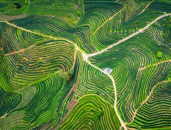 关于福建松溪：推动”三茶’统筹融合发展 引领文明乡风助力乡村振兴的消息