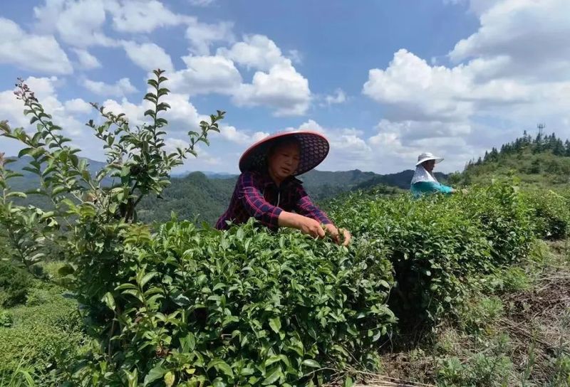 关于藏于深山千年的石阡苔茶 未来可期的资讯(1)