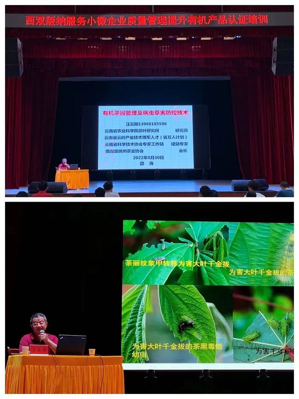 有关于云南茶叶所专家为西双版纳州有机产品认证培训提供科技服务 赋能乡村振兴的资讯