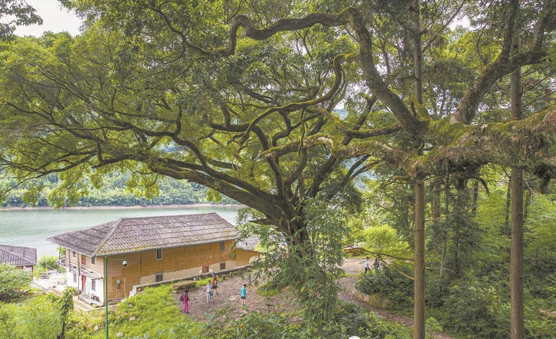 有关于2022年寻访福建最美茶乡走进永泰:大樟溪畔吃茶去的消息