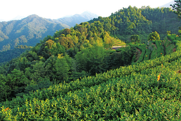 有关于崇义县:打造特色产业富硒高山茶,美了生态,富了村民的相关内容(1)