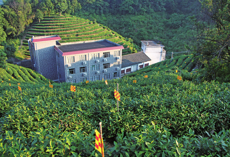 有关于崇义县:打造特色产业富硒高山茶,美了生态,富了村民的相关内容(3)