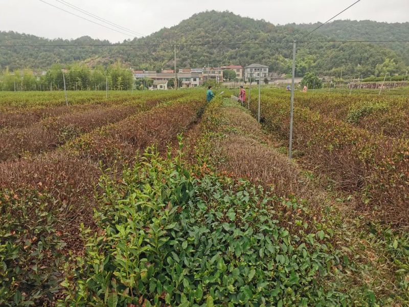 有关于柯桥区举行茶树热旱害补救技术培训会的资讯