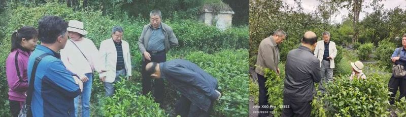 关于赋能乡村振兴 标准助力昭通茶叶产业高质量发展的新闻(1)