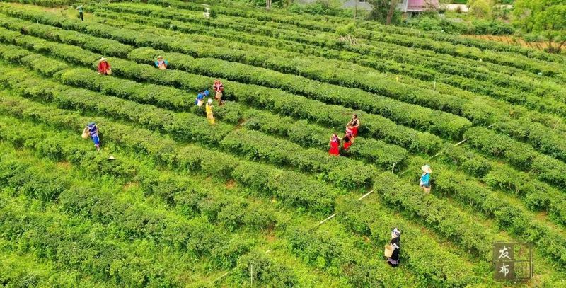 关于喝茶吗？我在“茶船古道”起点的古镇等你的信息(3)