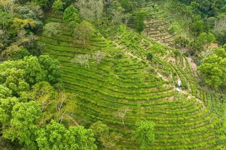 关于五指山水满茶养成记:从种子到叶子到杯子的最新消息