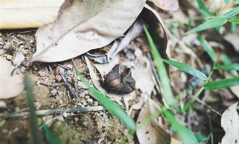 关于五指山水满茶养成记:从种子到叶子到杯子的最新消息(1)