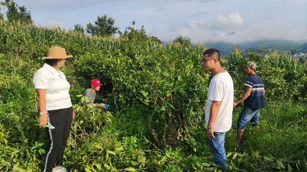 有关于云南茶叶所科技人员到滇西茶区开展茶园提质增效技术指导的相关信息(2)