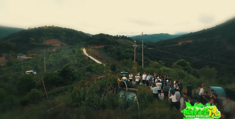 关于《福鼎白茶说》——福鼎茶园的“烤“验的相关信息(2)