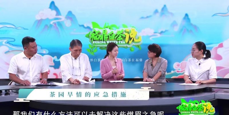 关于《福鼎白茶说》——福鼎茶园的“烤“验的相关信息(5)