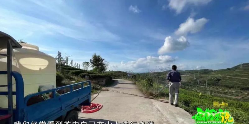 关于《福鼎白茶说》——福鼎茶园的“烤“验的相关信息(4)