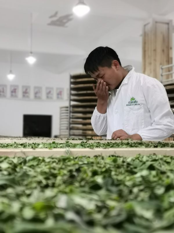 关于茶叶加工赛榜样，林荣高：24岁男孩用六年工龄换一个冠军的最新消息(4)