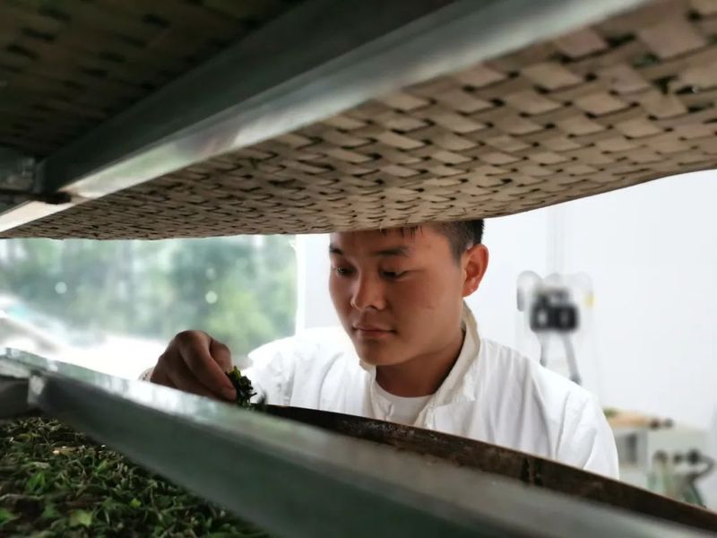 关于茶叶加工赛榜样，林荣高：24岁男孩用六年工龄换一个冠军的最新消息(3)