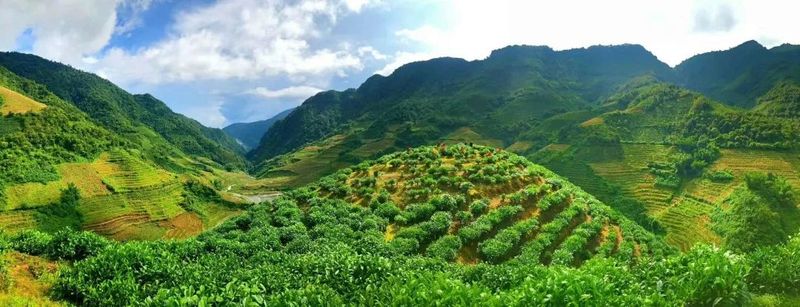 有关于傣乡骑马坝:“玛玉茶”品牌茶业助力产业振兴的内容(1)