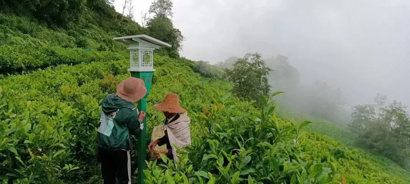 有关于傣乡骑马坝:“玛玉茶”品牌茶业助力产业振兴的内容