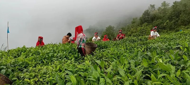 有关于傣乡骑马坝:“玛玉茶”品牌茶业助力产业振兴的内容(2)