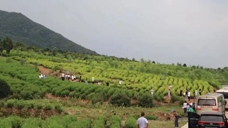关于2022第十四届湖南茶业博览会新闻发布会暨江华苦茶高峰论坛举办的相关内容(10)