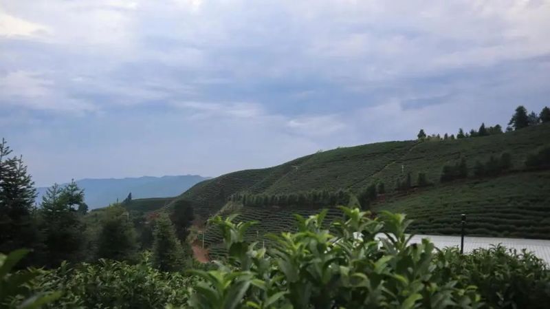 关于2022第十四届湖南茶业博览会新闻发布会暨江华苦茶高峰论坛举办的相关内容(9)