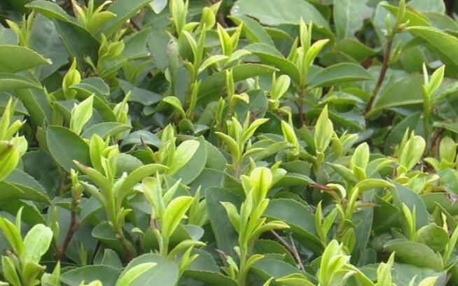 关于谷城120吨茶叶乘湖北首趟茶叶专列远销俄罗斯的内容(7)