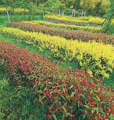 关于彩色茶，让宁波茶业“多姿多彩”的相关信息