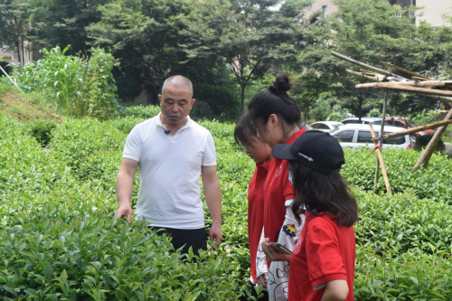 有关于浙江经贸学子三下乡：茶文化宣传助力乡村振兴的内容