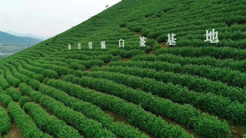 关于天目云露斩获“2022世界绿茶评比会”三项金奖的信息(5)