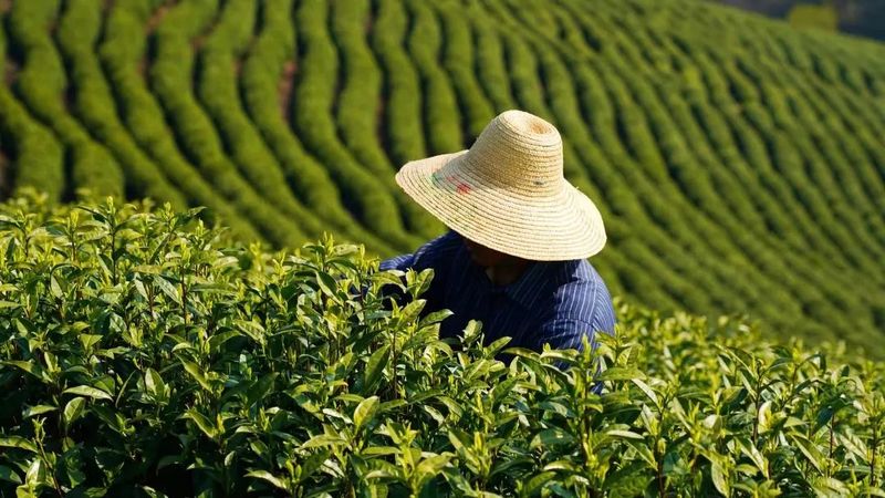 关于天目云露斩获“2022世界绿茶评比会”三项金奖的信息(6)