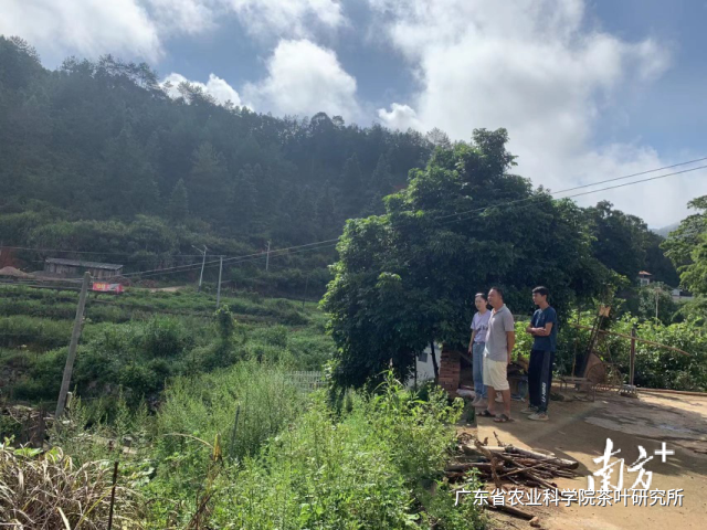 有关于科技特派员送“技”下乡,助力“畲寨”茶产业振兴的相关内容(1)