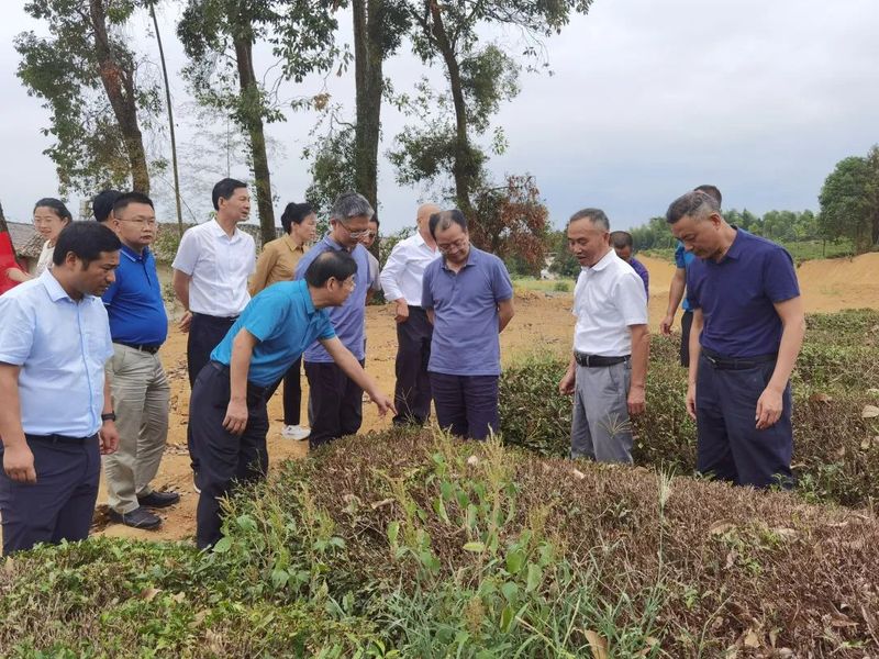 有关于“科创中国”茶产业科技服务团助力咸宁茶业高质量发展的相关内容(2)
