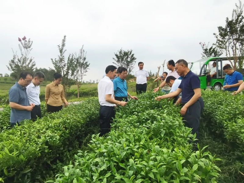 有关于“科创中国”茶产业科技服务团助力咸宁茶业高质量发展的相关内容(1)