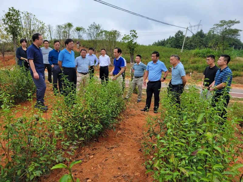 有关于“科创中国”茶产业科技服务团助力咸宁茶业高质量发展的相关内容(6)