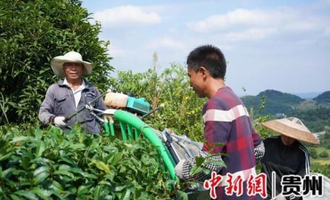 关于贵州金沙:“茶”颜观色造就绿水青山的信息(1)