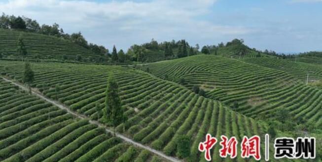 关于贵州金沙:“茶”颜观色造就绿水青山的信息