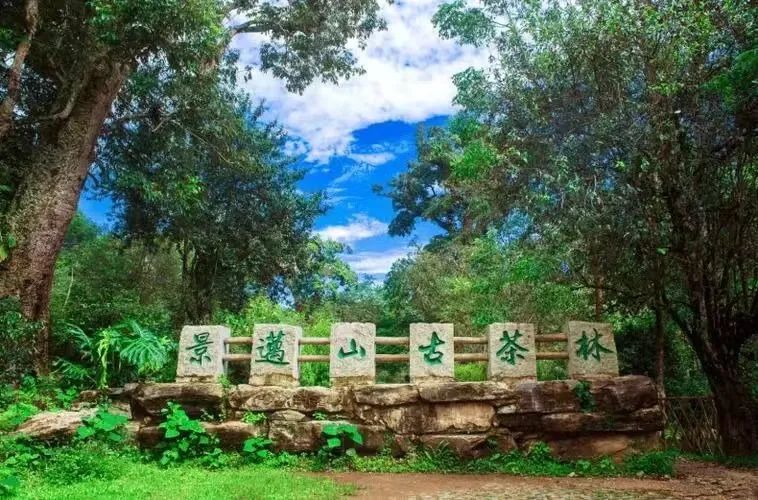 有关于古茶山林添“新装”——景迈山古茶林生态保护法律服务点挂牌成立的相关内容