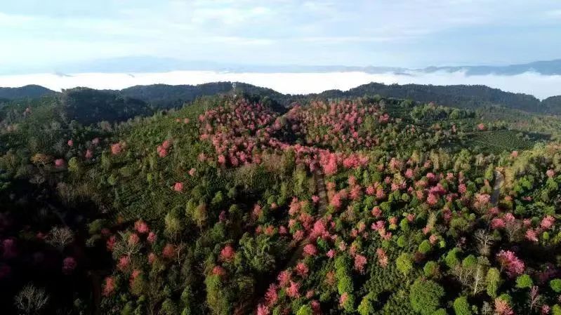 有关于古茶山林添“新装”——景迈山古茶林生态保护法律服务点挂牌成立的相关内容(5)