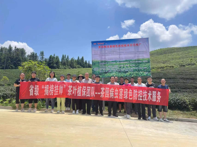 关于8月茶情,贵州省掀起培训热潮 “95后”登顶加工赛的新闻(1)