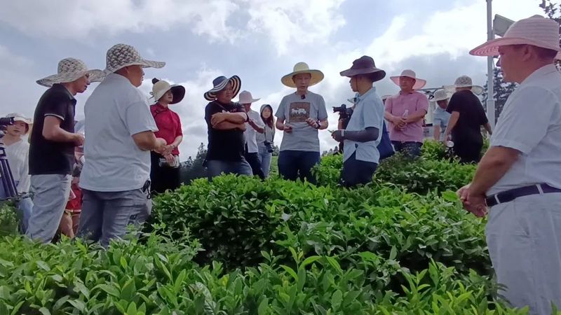 关于8月茶情,贵州省掀起培训热潮 “95后”登顶加工赛的新闻(15)