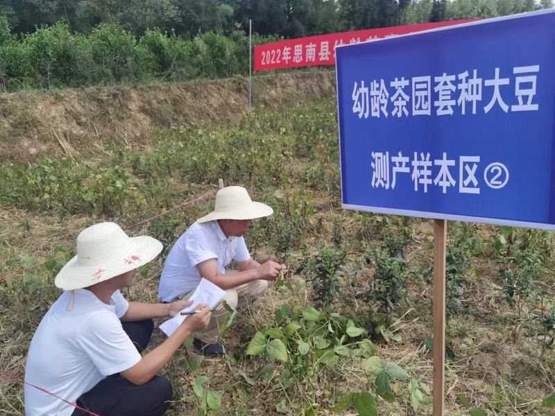 关于8月茶情,贵州省掀起培训热潮 “95后”登顶加工赛的新闻(13)