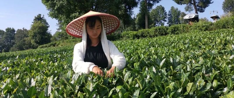 关于8月茶情,贵州省掀起培训热潮 “95后”登顶加工赛的新闻(14)