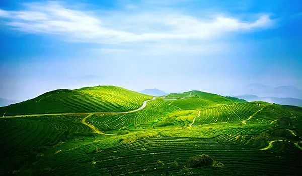 关于福鼎：构建茶产业发展新格局，以优异成绩迎接党的二十大的信息(1)