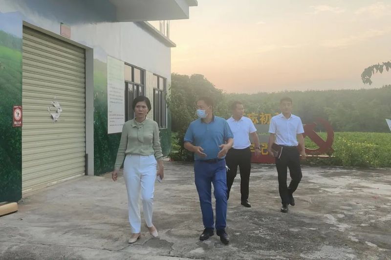 有关于白沙县委常委、组织部长符蝶一行莅临五里路开展党建引领茶产业高质量发展调研的消息