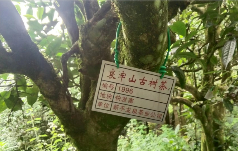 关于新平：保护促发展 打造茶产业“聚宝盆”的信息(1)
