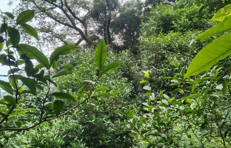 关于新平：保护促发展 打造茶产业“聚宝盆”的信息