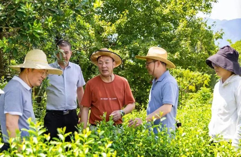 关于“科创中国”茶科技助力共同富裕产业科技服务团到天台开展服务的相关信息
