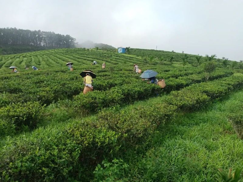 有关于茶香里的白沙 复工复产绿里忙的资讯