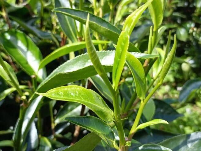 有关于临翔区2022 年古树晒青茶评比暨创新创业竞赛即将开赛的相关信息(5)